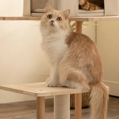 Daiym 63'' H Cat Tree